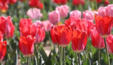 Весна в Центральном ботаническом саду